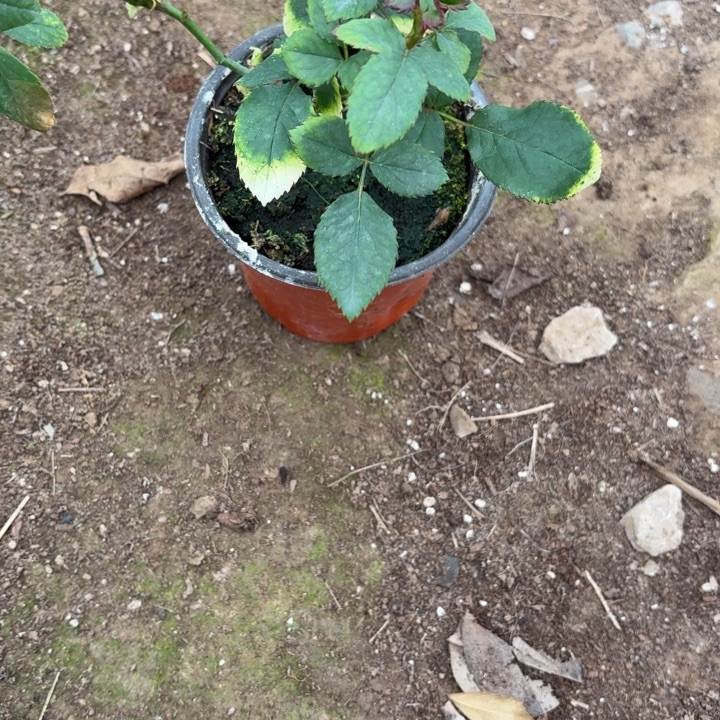 无花朵超女生小苗