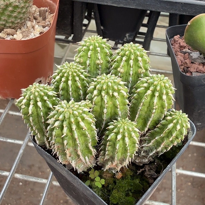 丰收大戟群6仙人球