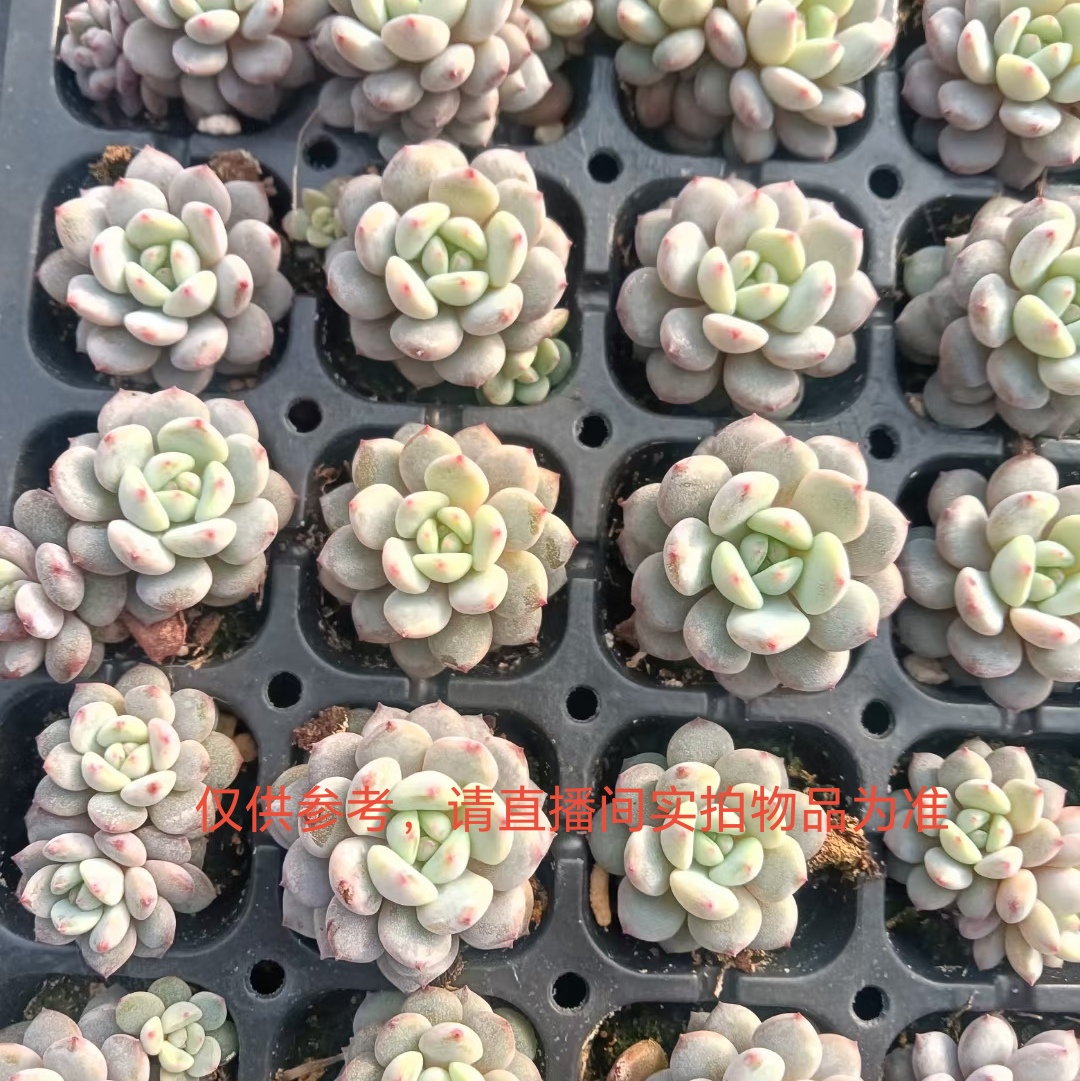 小多肉（仅供参考，请以直播间实拍物品为准，联系客服改价）