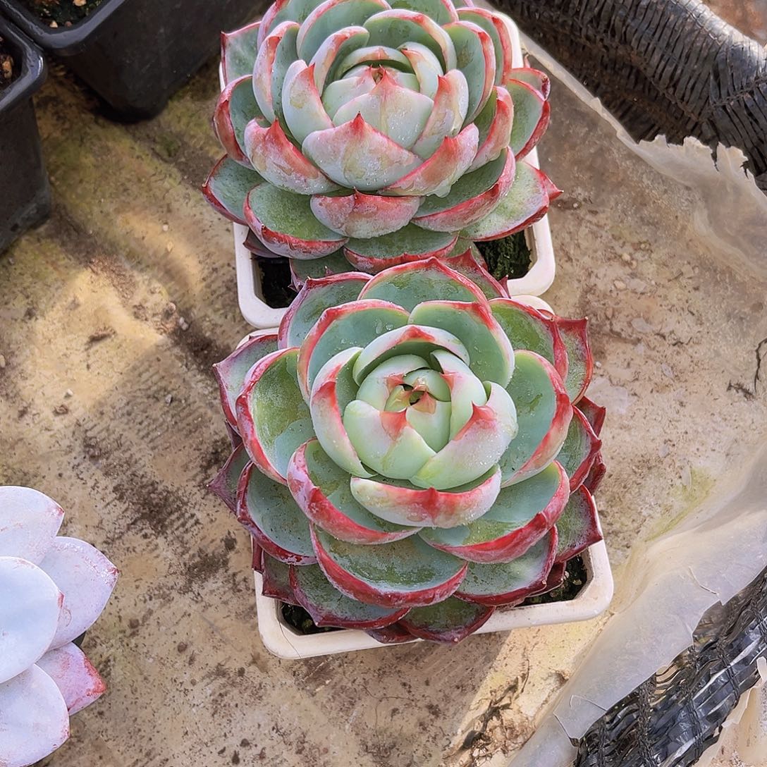 ღ***࿐余生9999998999999999