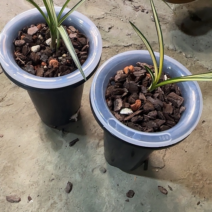 当前无花栽培后可以开花