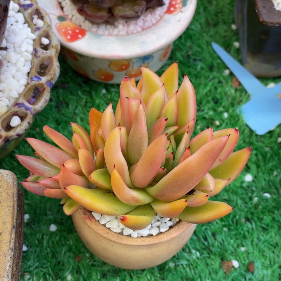 棒***糖多肉植物盆栽多肉