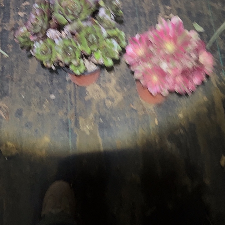 不包侧枝一物一拍43