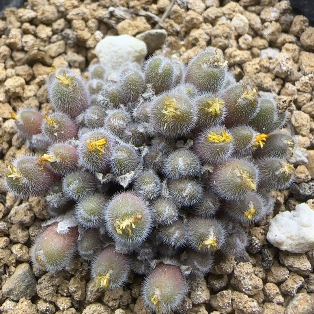 小毛球群多肉植物