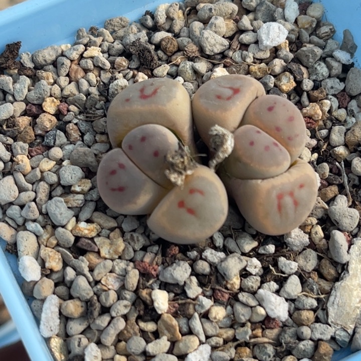 2398双头惜春1颗脱土发货