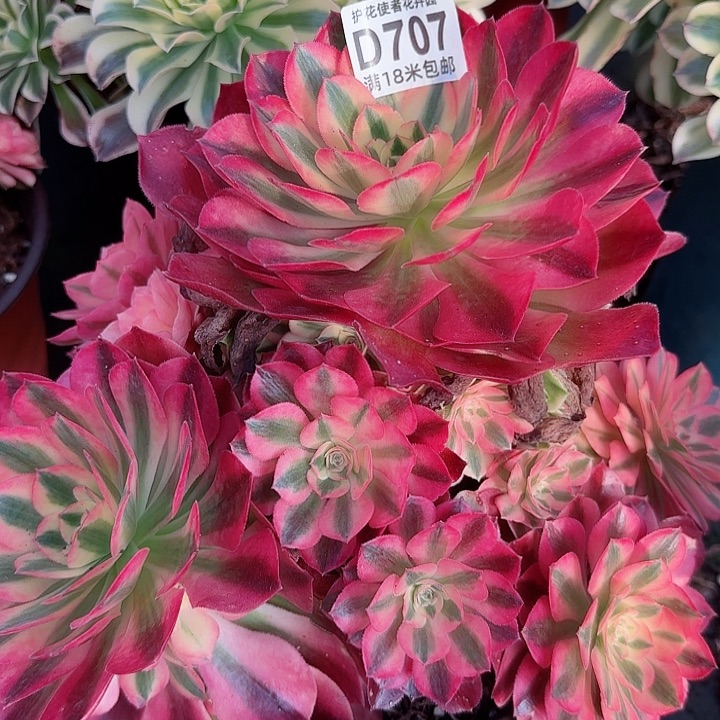 多肉法师香妃朵朵