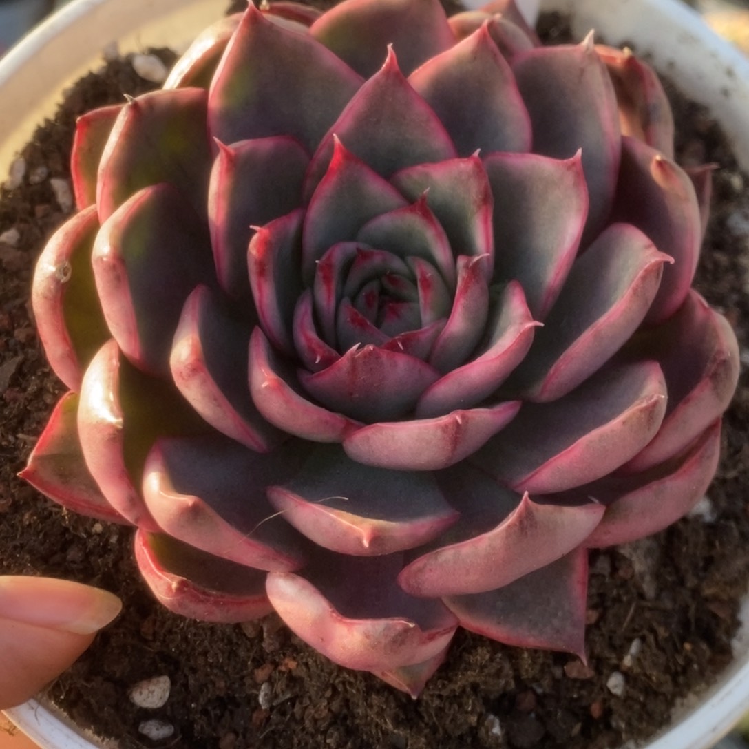 364野马锦锦锦锦锦锦