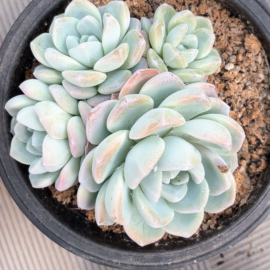 阿雅园艺。    1143