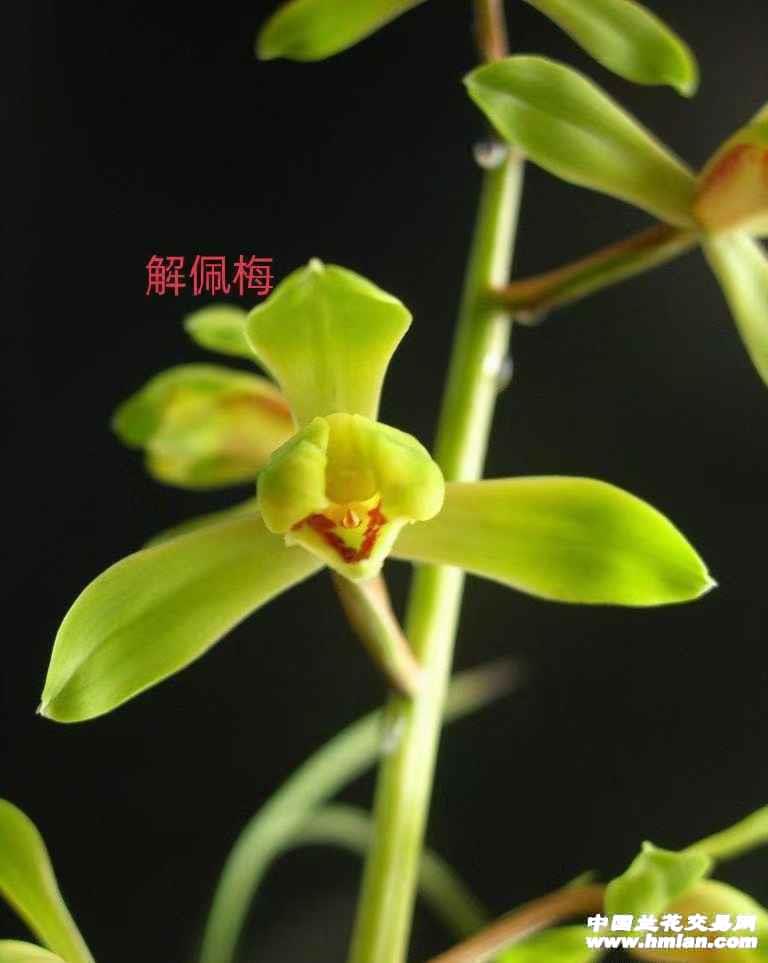 惠兰名品，解佩梅