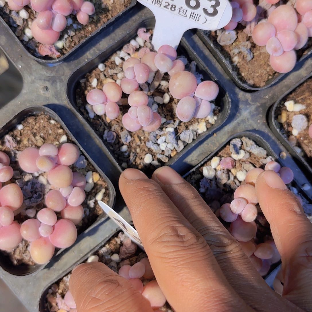 D787丸叶糖果桃蛋yi wu yi pai