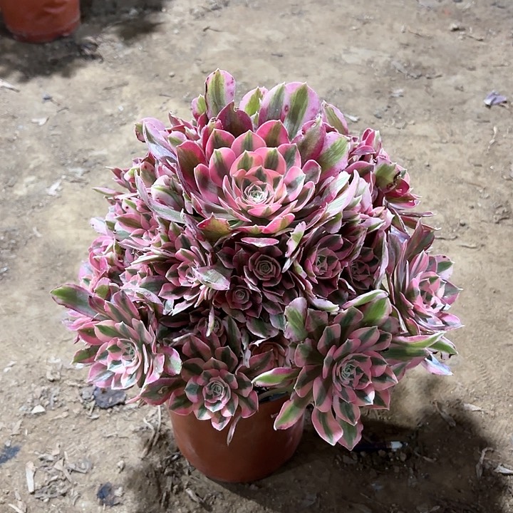 多肉植物粉女朗68