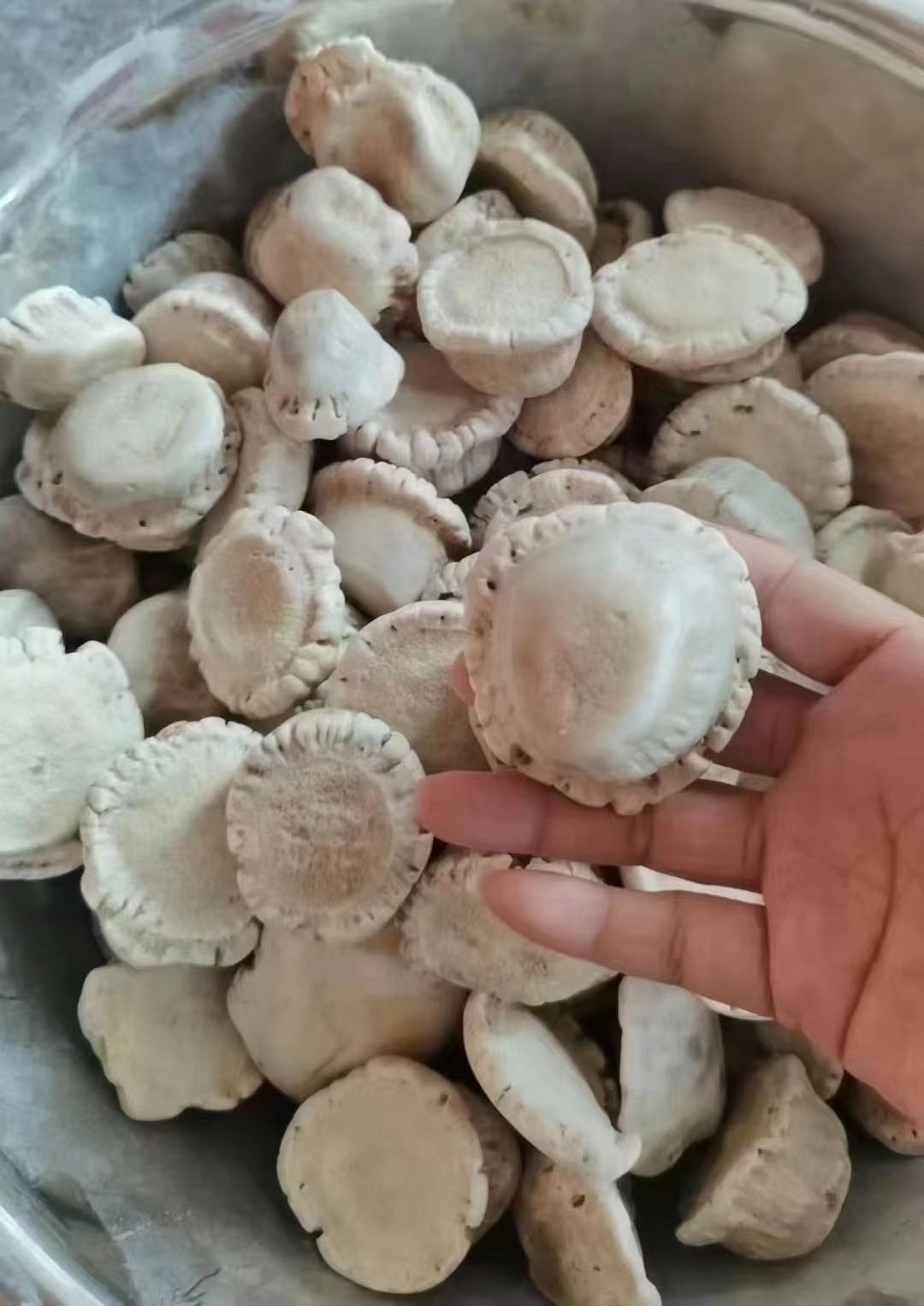 梅花鹿鹿角帽自然脱落（打粉备注）