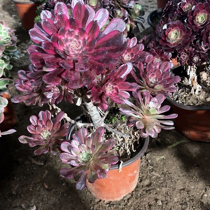 多肉植物法师紫霞仙子129