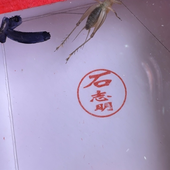 漂亮大个一只合适