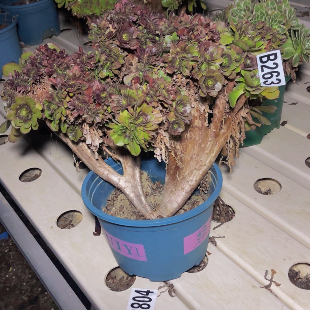 万圣节法师7////26包邮