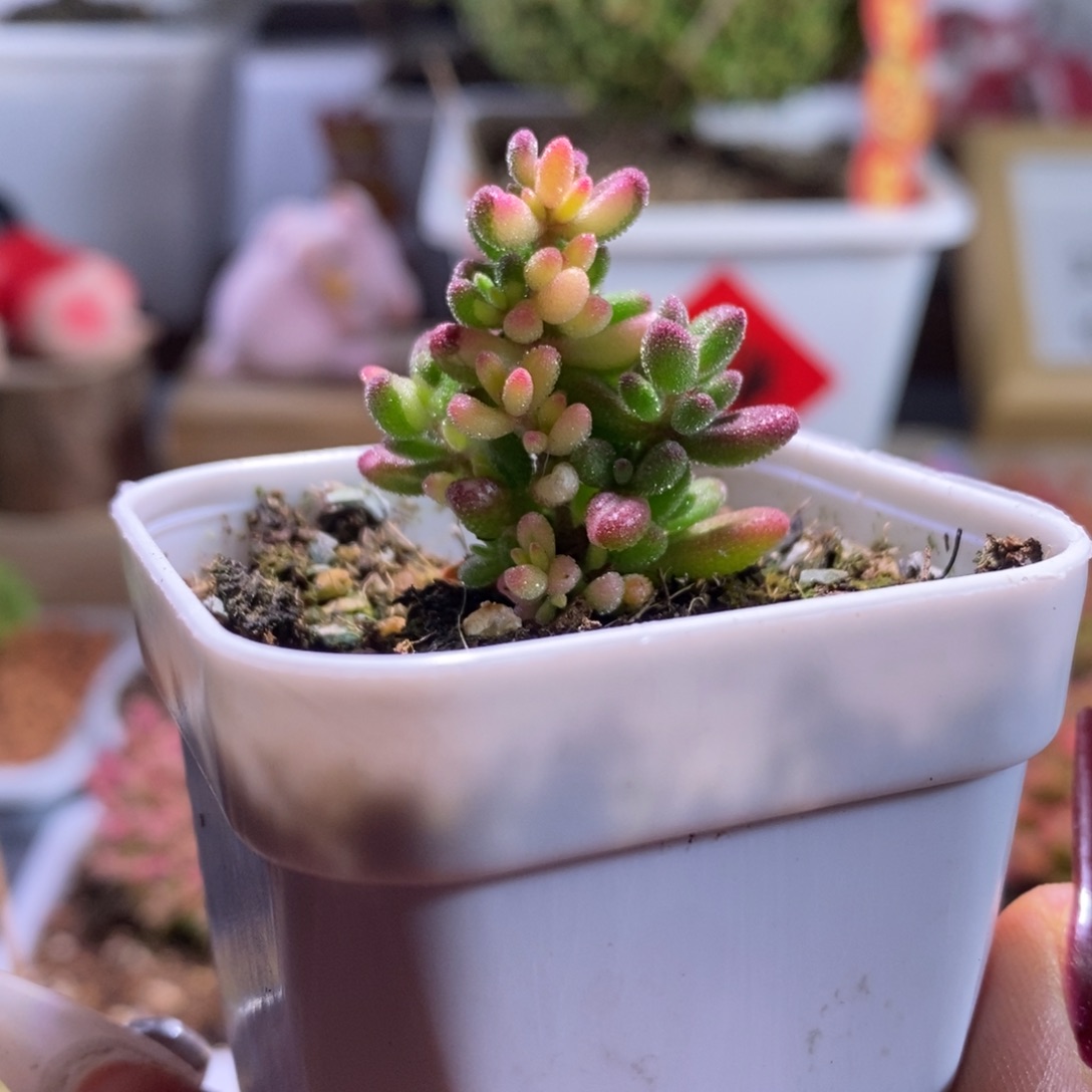 红宝石全锦带盆土发货一物一拍