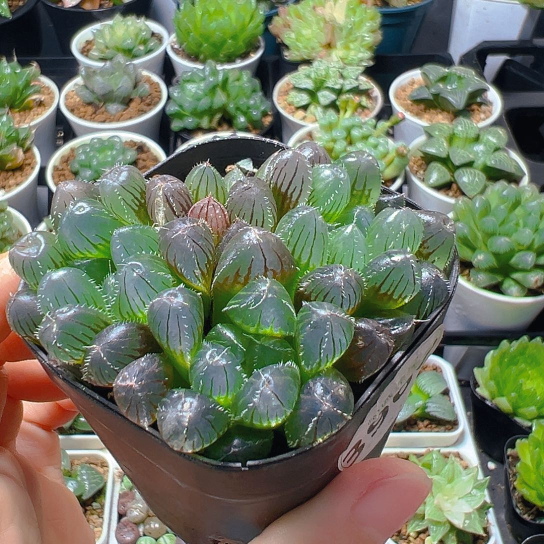 3960多肉植物一颗多肉