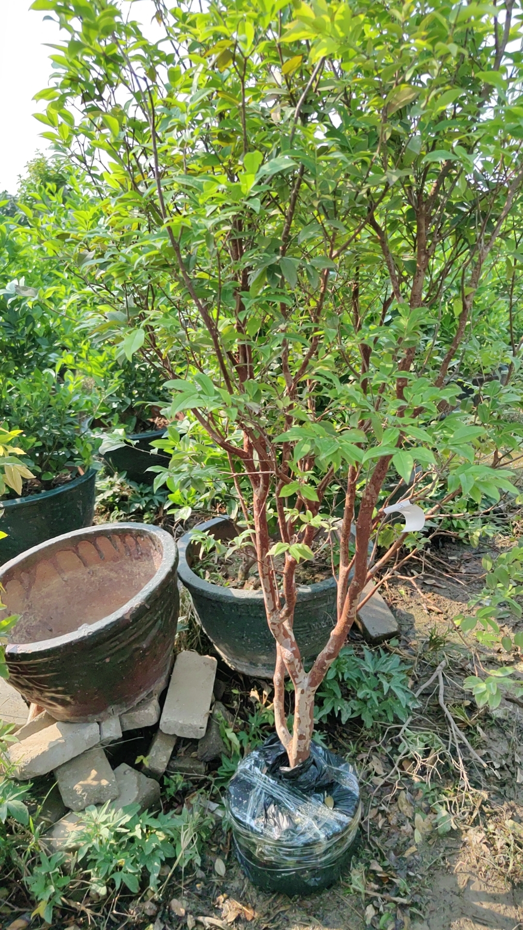 直播间一物一拍绿植园艺2