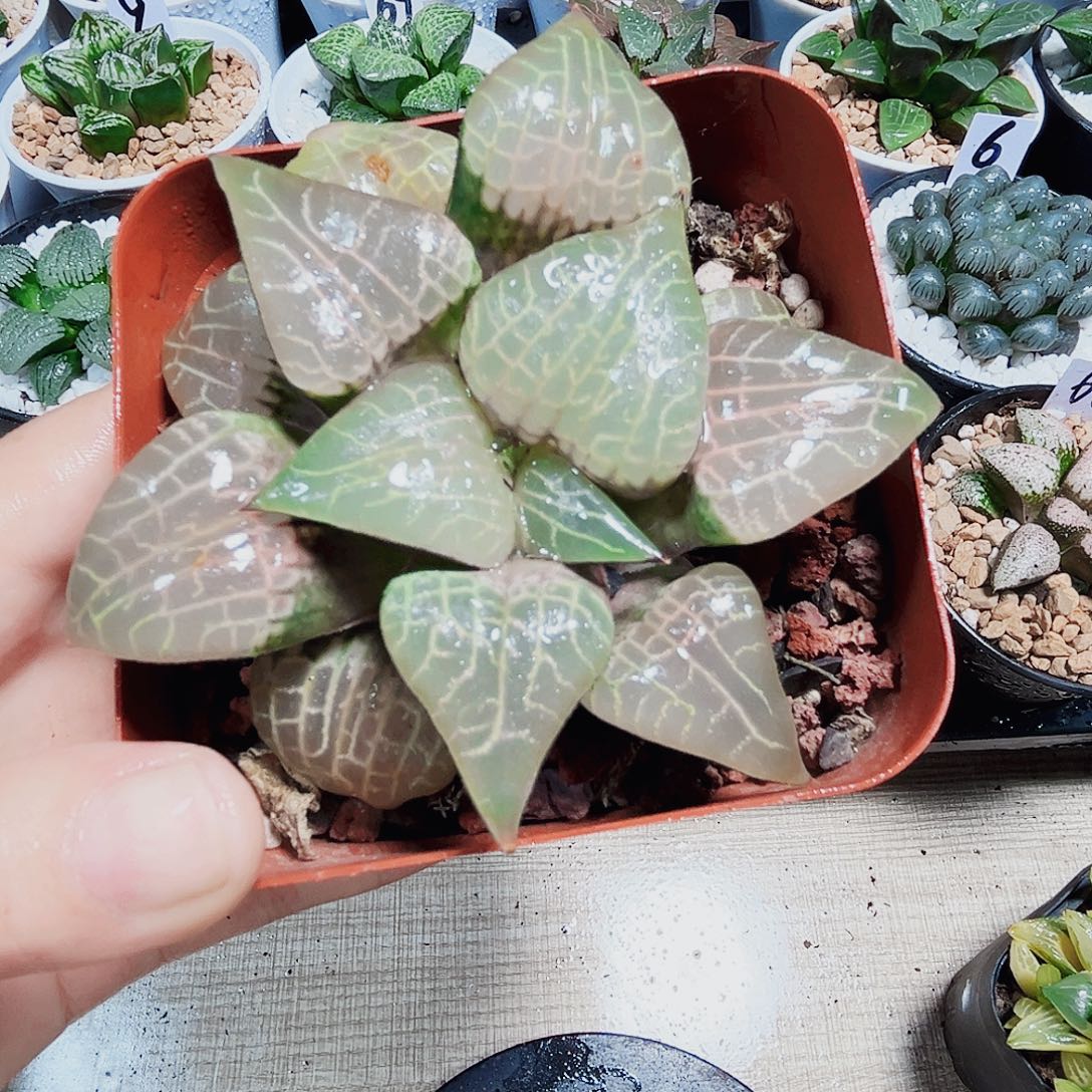 母本粉玻璃康平多肉植物