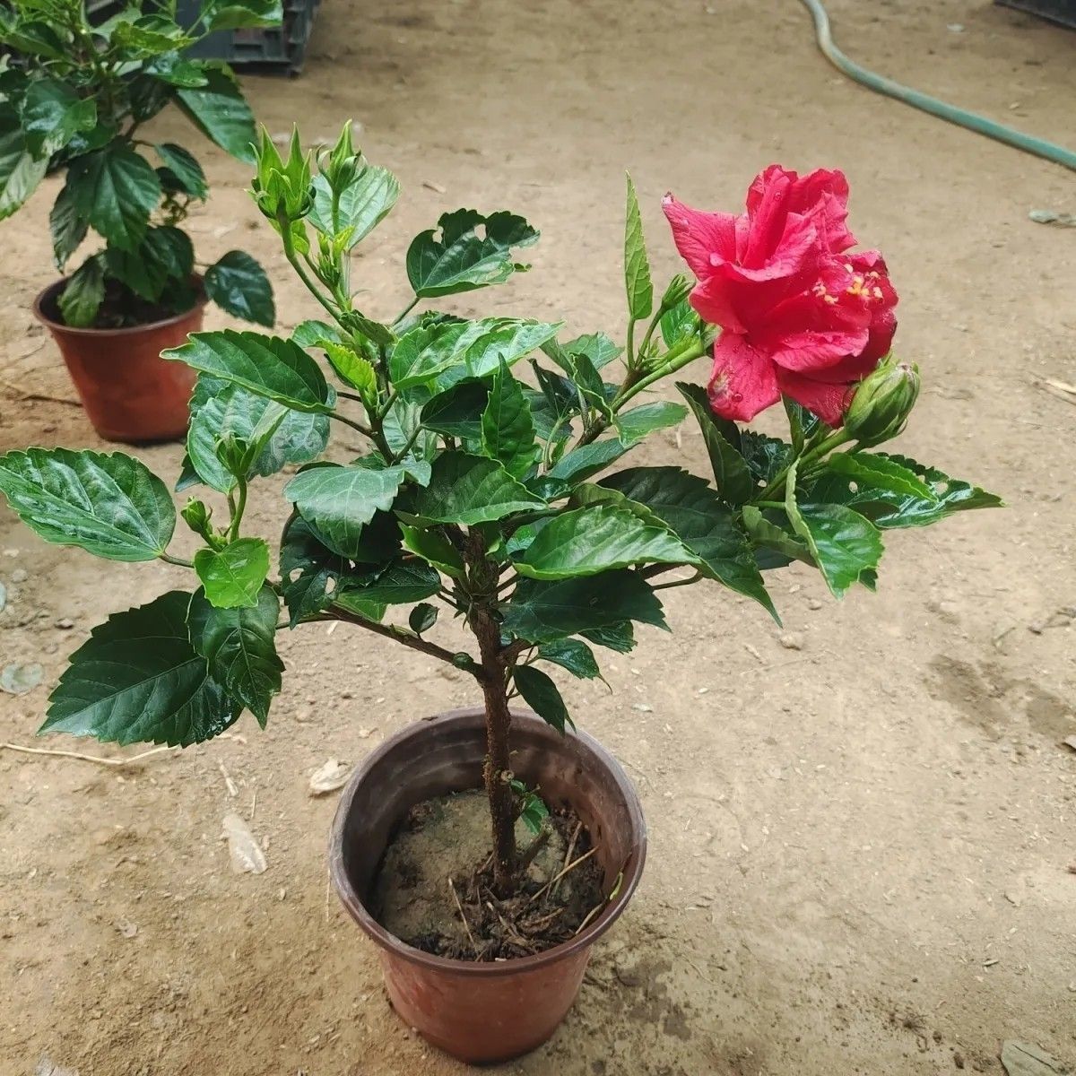 桑叶牡丹四季易活的扶桑花盆栽重瓣朱槿木槿花大苗花卉