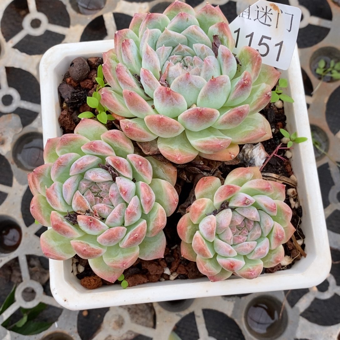 奇***缘杂交精品多肉1151~10厘米