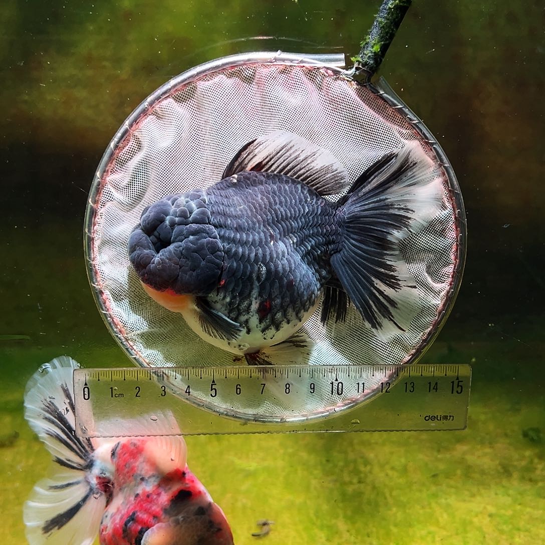 金鱼冷水金鱼百褶泰狮