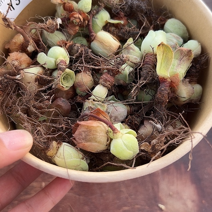 六***月杨334山地玫瑰清货福利不售后