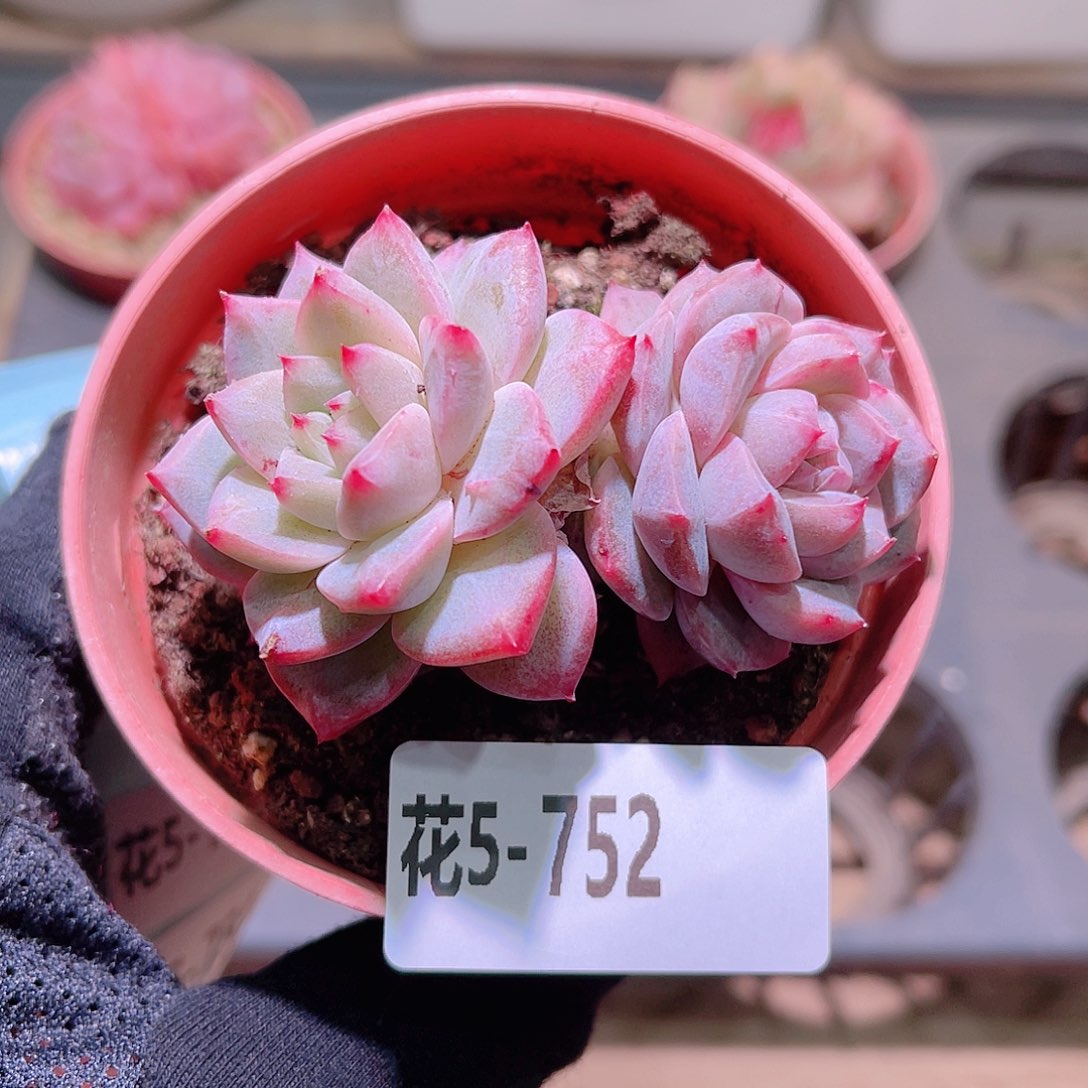 花利美5-752粉钻