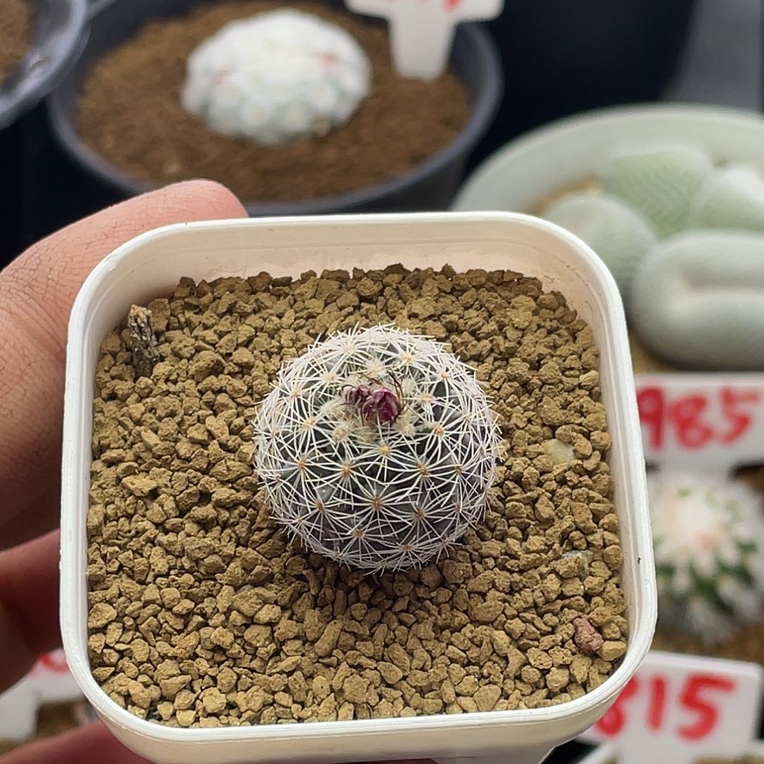 实生红梅殿 开花株包邮