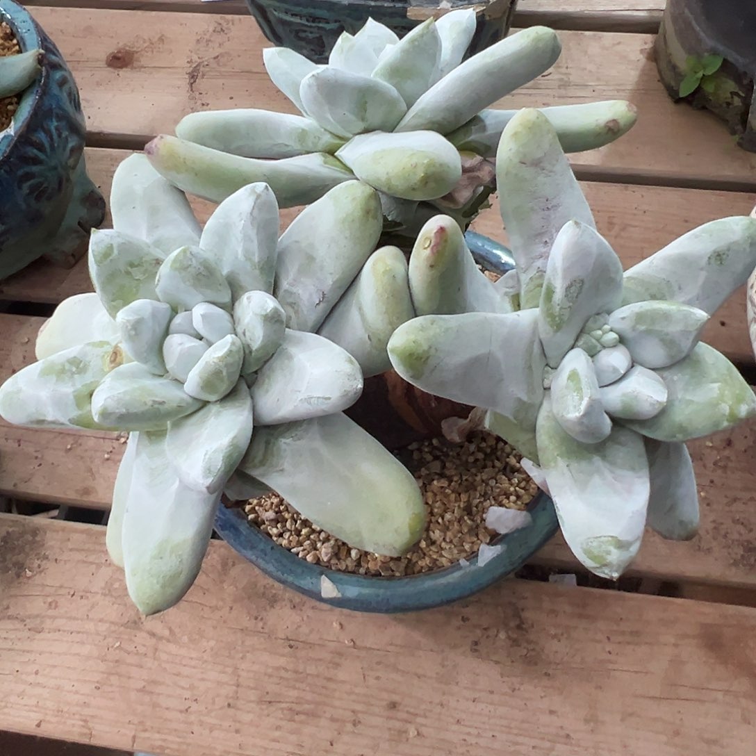 7848拇指仙女杯多肉