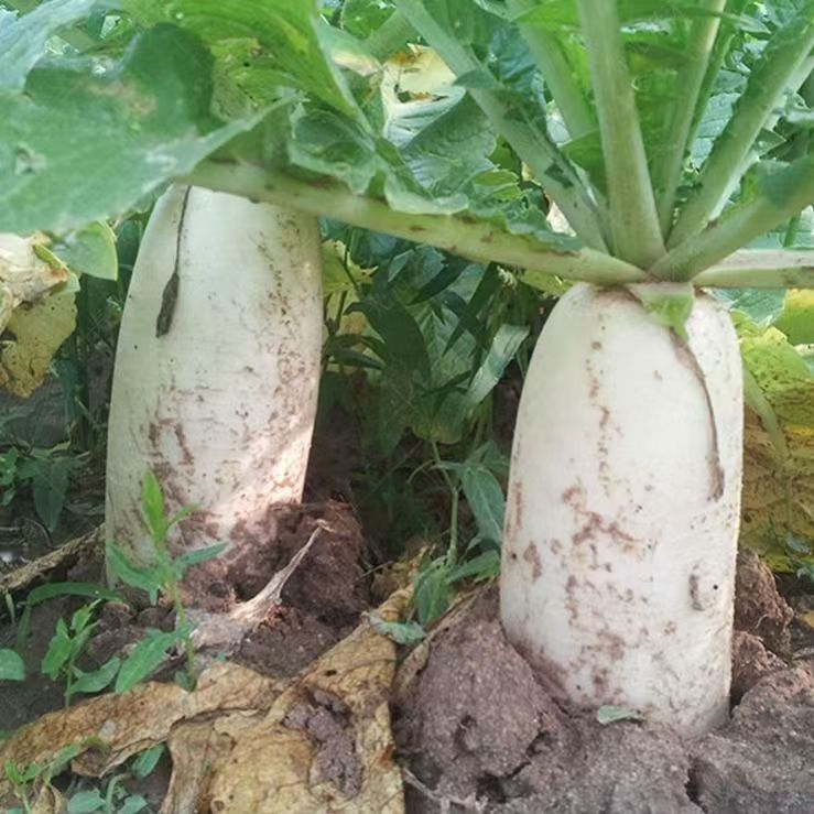 白萝卜，云南德宏沙土白萝卜