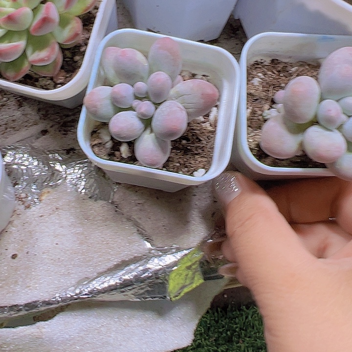 汤圆19包邮多肉植物