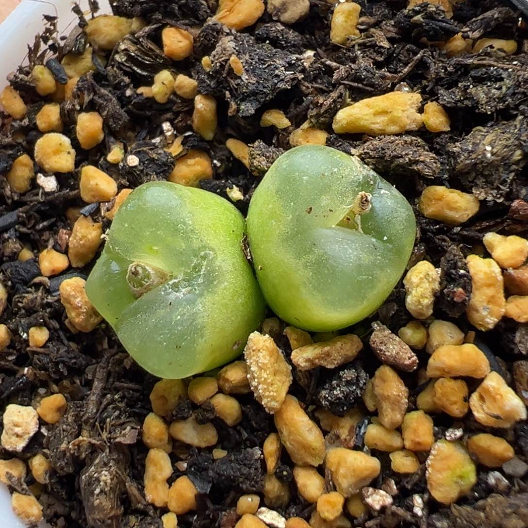 多肉植物178号双头奔驰