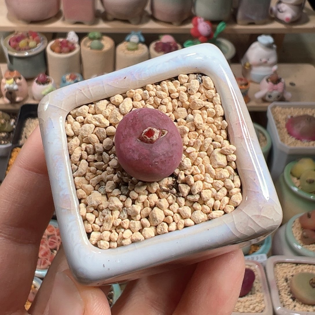 多肉植物152号毛变异