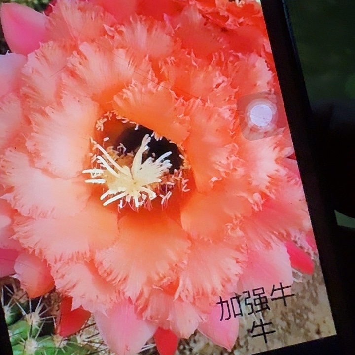 无花朵加强牛牛根冠服6公分左右毛花柱