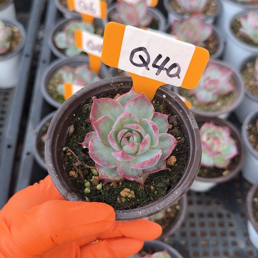 妄*Q40惊鸿单头多肉