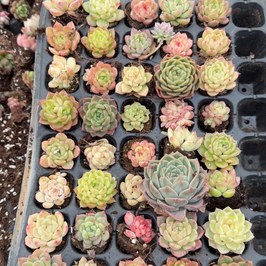 23-1珍妮三十颗加十棵售后加锦一颗左四