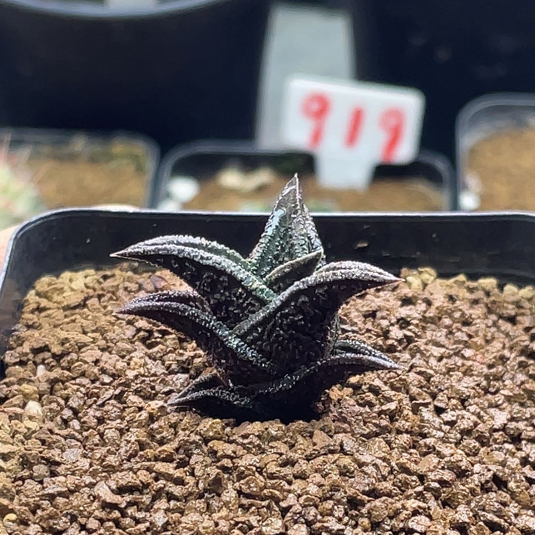 实生超黑体铭文尼古拉