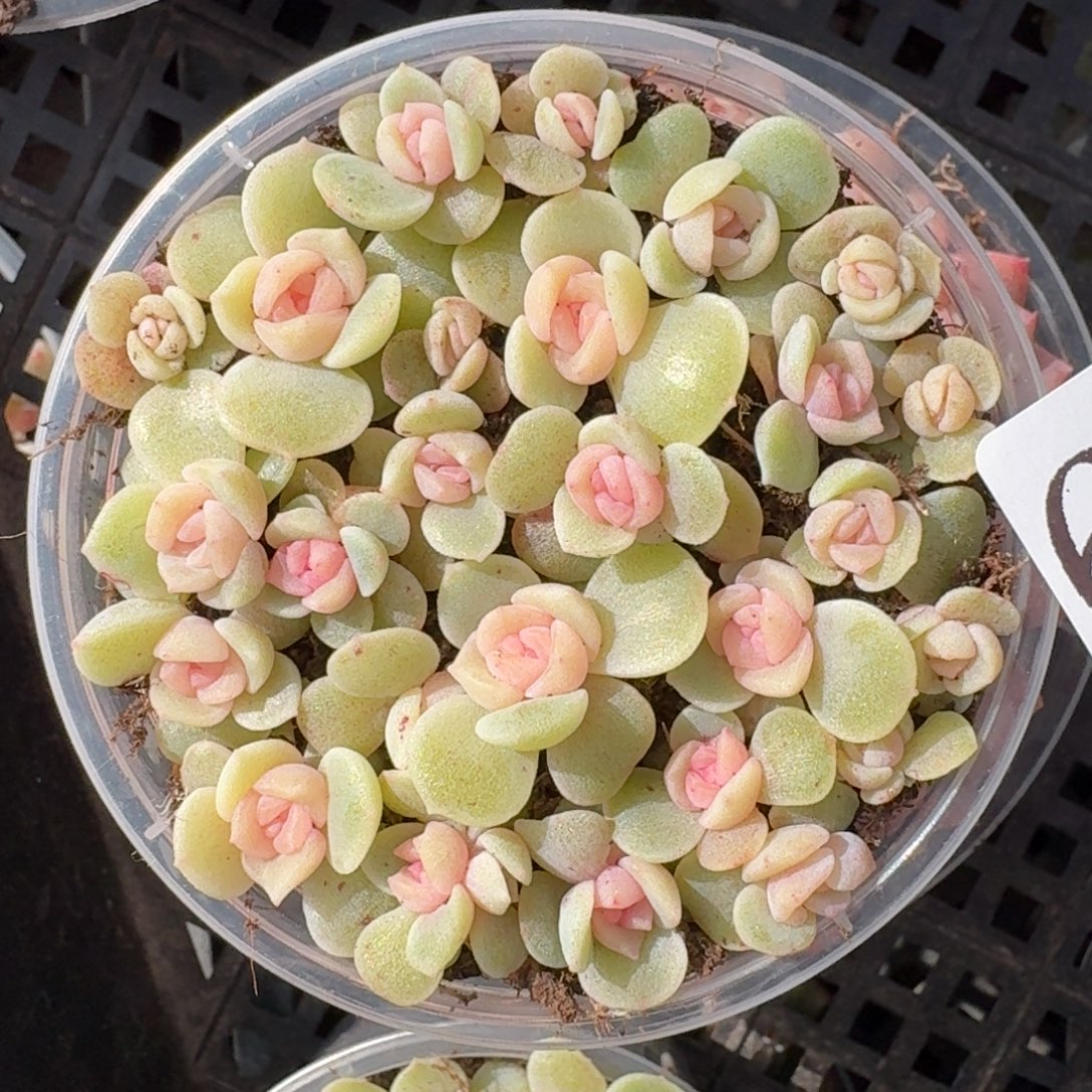 多肉植物多肉植物607