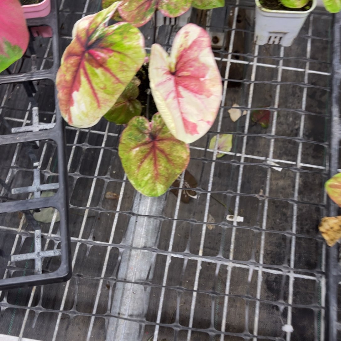 *****无花朵             204哈啦不包售后