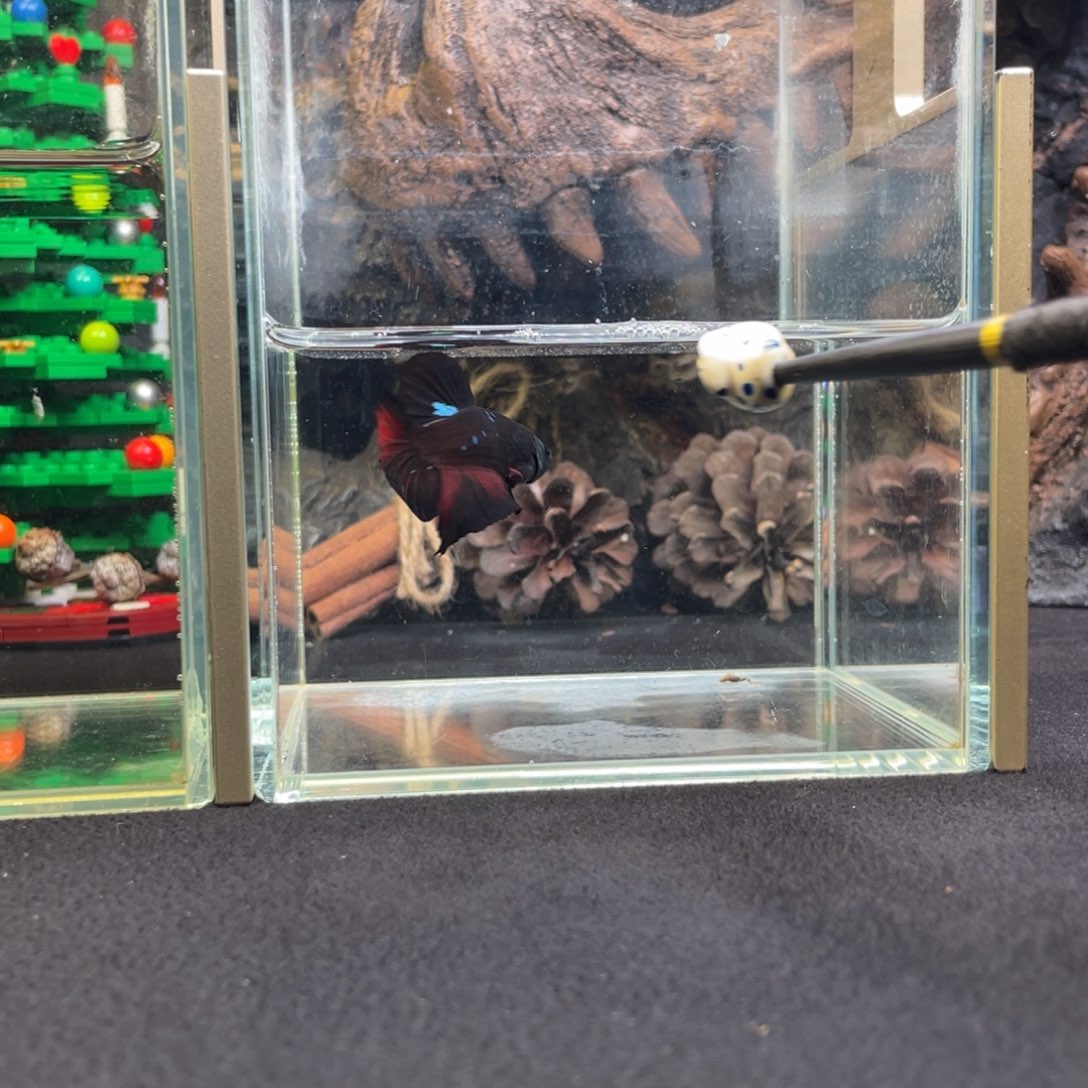 斗鱼十二月二十九日竞价