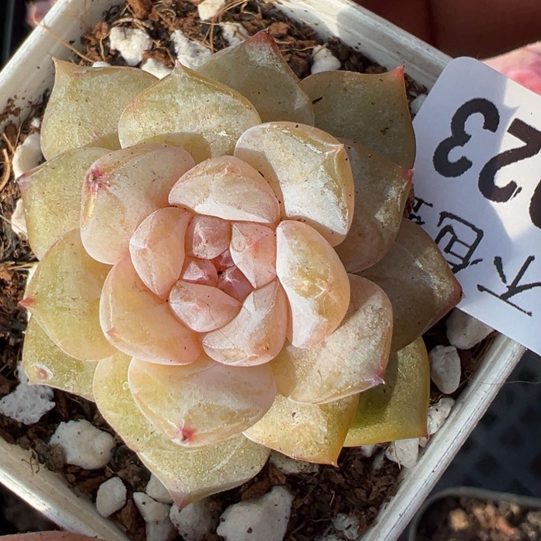 小卡拉米糖心一物一拍16-23