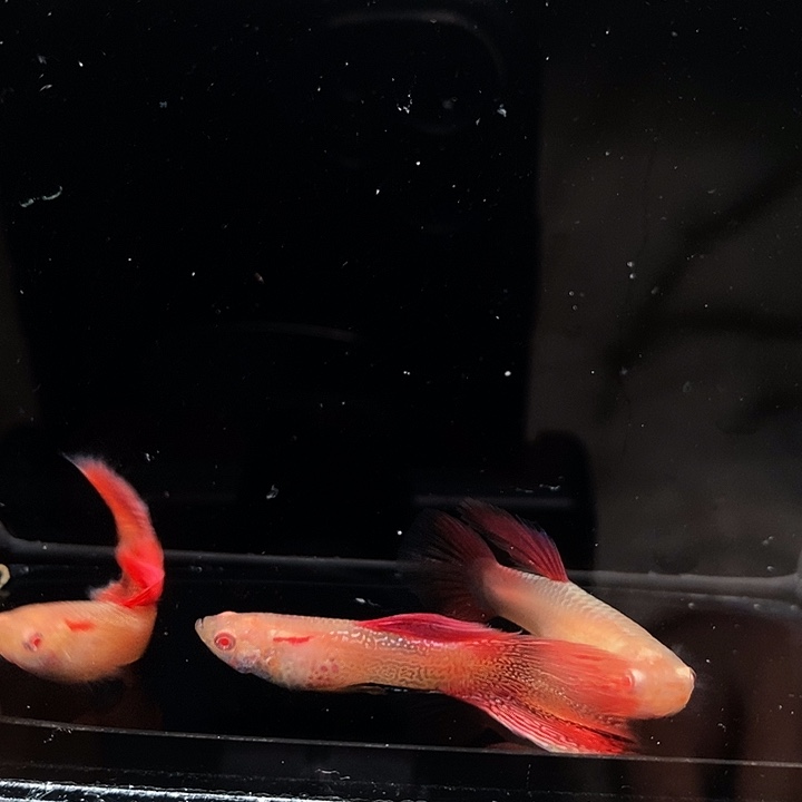 精品红蕾丝白子2对赠微瑕公1只