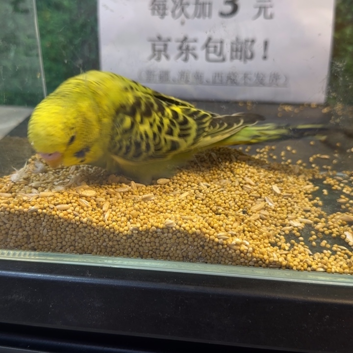 虎皮鹦鹉大头虎皮鹦鹉