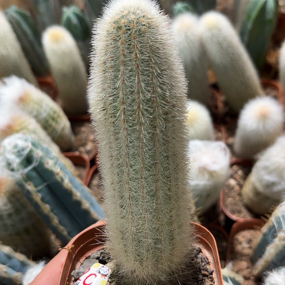 清凉柱单头发货有根