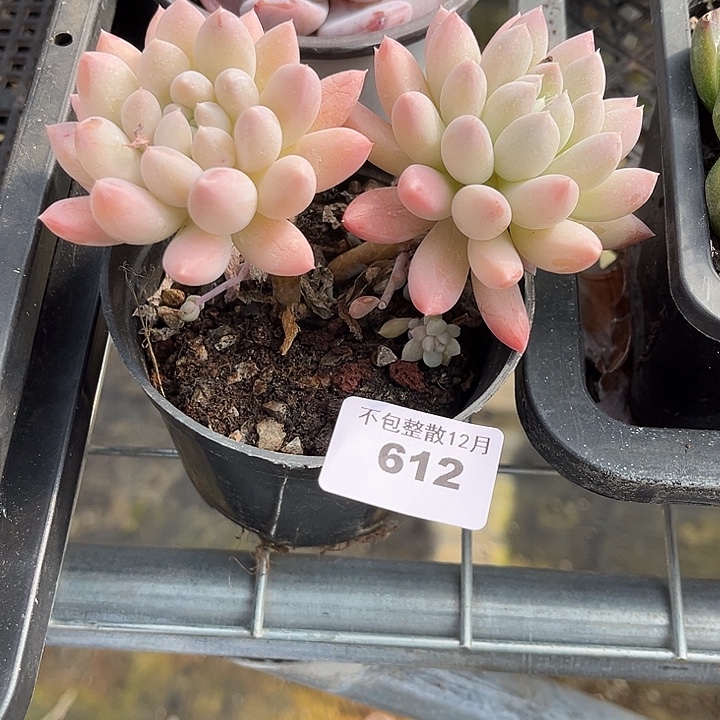 阿雅园艺。    612奶糖