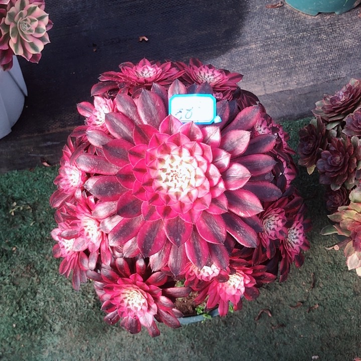 881黑桐白多肉法师