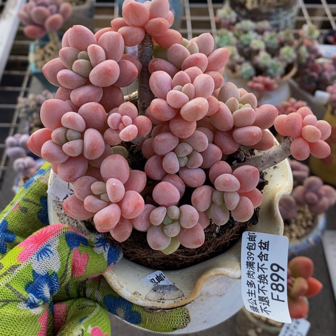 鱼子酱899-10cm的肉