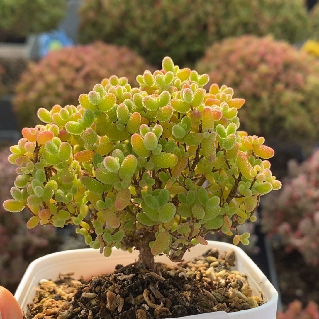 蜜橘糖球3378枝干番杏