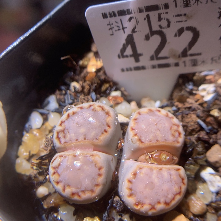 精品生石花215.422